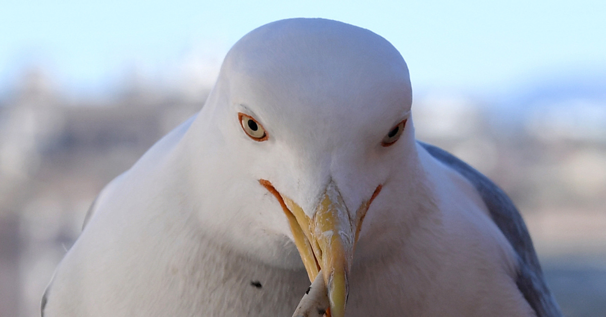 Seagulls Laxative Prank