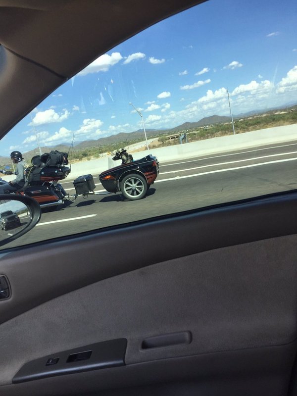 Mad Max: Fury Road - Moto, Dog, Motorcycles, Road, Crazy Max, Longpost