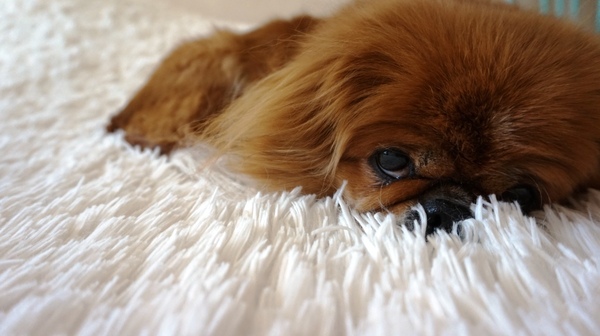 Оленина по-якутски с черносливом. Оленина, Мясо, Мультиварка, Кулинария, Еда, Длиннопост