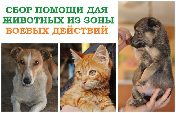 Time for good deeds! - Help, Kindness, LPR, Longpost, Helping animals