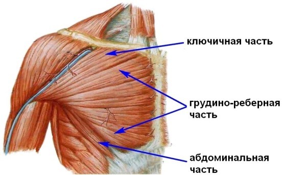 Misconceptions about exercise variety - My, Sport, Training program, Тренер, Gym, Exercises, Myths, Physical activity, Body, Longpost