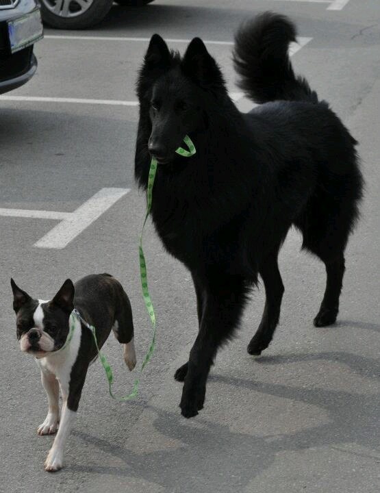 When a dog has its own dog - Dog, Groenendael, Boston Terrier, The photo