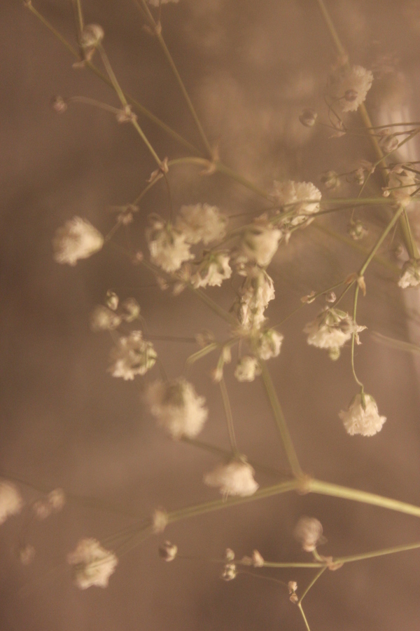 Spring mood - My, Spring, Canon, Flowers