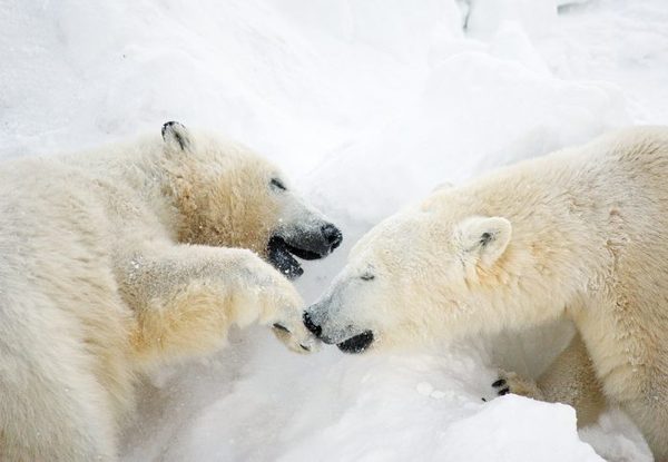 On Friday, the world will see the Yakut polar bear cub born in captivity - Yakutia, Kolymana, , Orto Doidu Zoo, , WWF, , , Video, Longpost