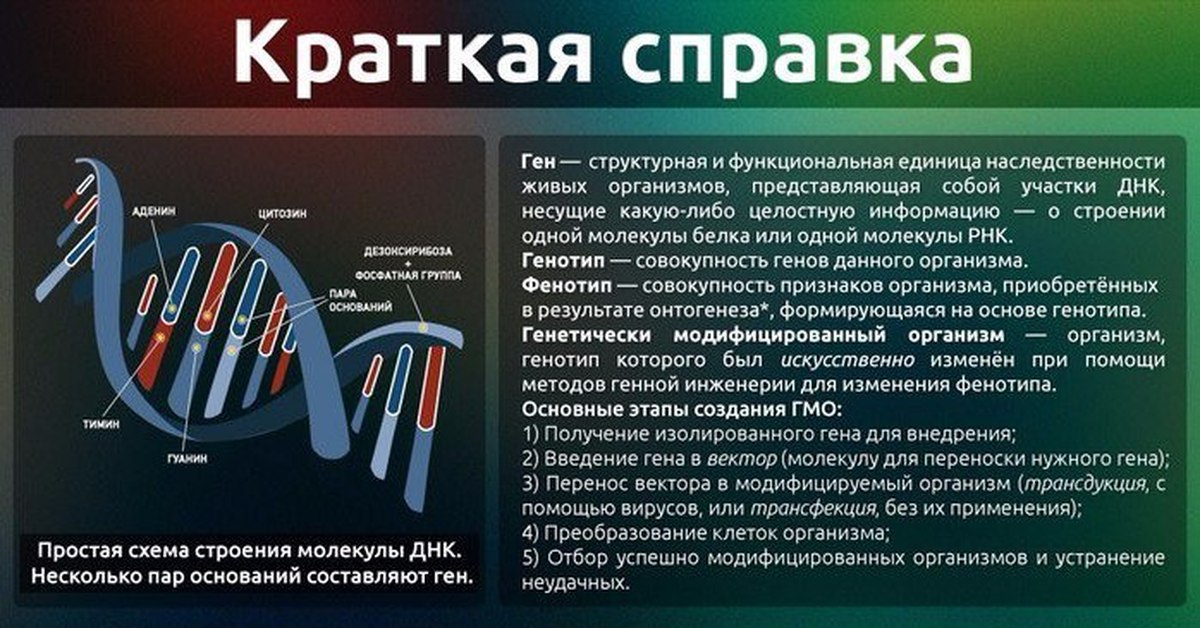 Гмо геном. ГМО. Получение изолированного Гена. Этапы создания ГМО. Основные этапы создания ГМО.