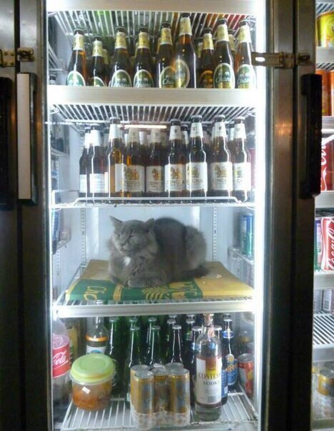 Refrigerator with a cat in a rural store - cat, Refrigerator, Score, Beer