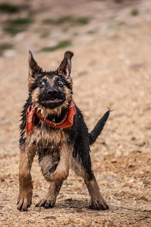 Puppy swim... - Puppies, Bathing, Funny animals, Dog, Bathing