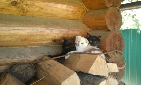 ���� ��������� � ����