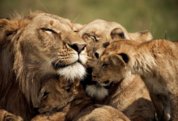 ����, ����! ��� � ������!