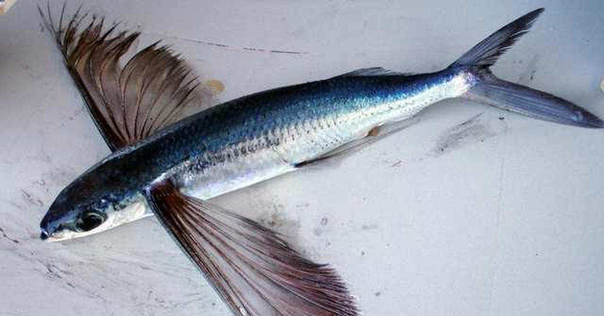 У какой рыбы хвост. Летучая рыба тобико. Пятнистый Стрижехвост рыба. Четырехкрылая летучая рыба. Cheilopogon heterurus.