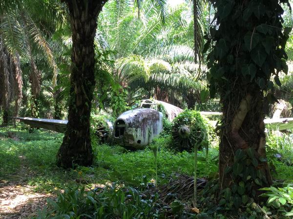 World War II aircraft in the jungles of Papua New Guinea - The photo, Jungle, Airplane, The Second World War, Papua New Guinea