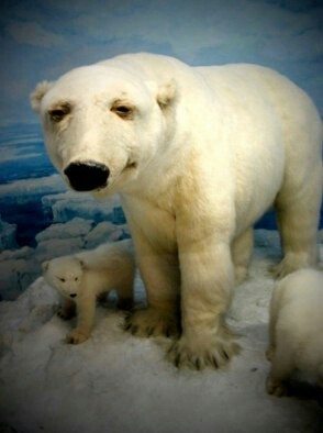 This is me, when I woke up at 6:00, and all day I tried to remember a suitable anecdote - Stubbornness, Polar bear