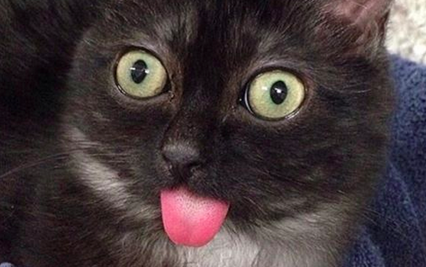 Таблица пикабушников ищущих кого-либо #10 :P