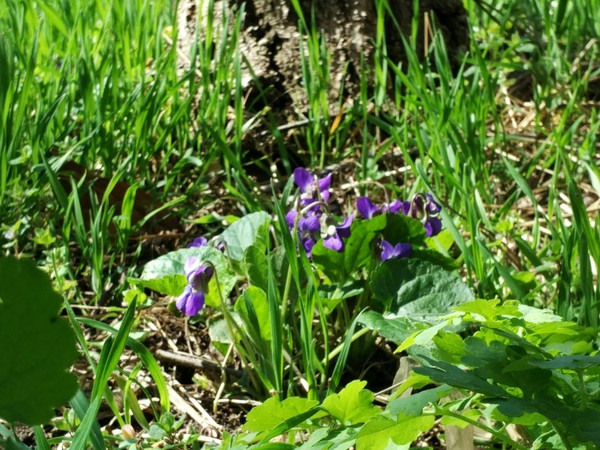 In the piggy bank of spring photos - My, The photo, Photo on sneaker, Spring, Flowers, Violets, The park