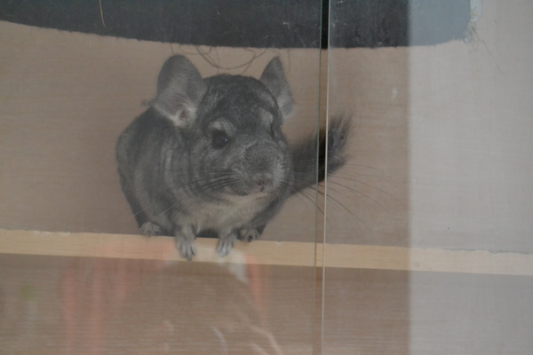 When you are sitting in a cage, but decided to intentionally escape - My, Chinchilla, Cell, Plan, The escape