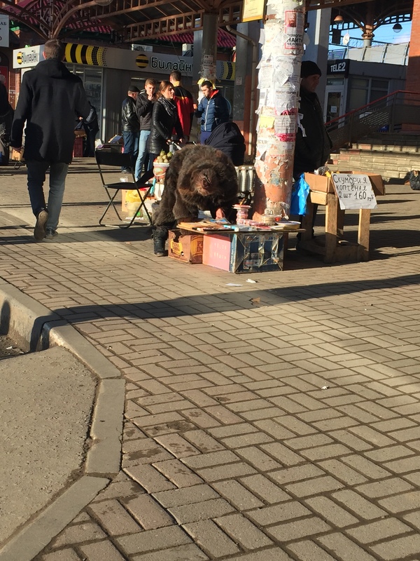 Медведь? Оо - Фото на тапок, Моё, Моё, Медведи