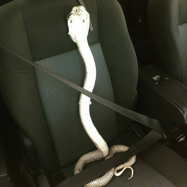 Beloved buckled up - Wife, Mother-in-law, Snake, Cobras, Humor