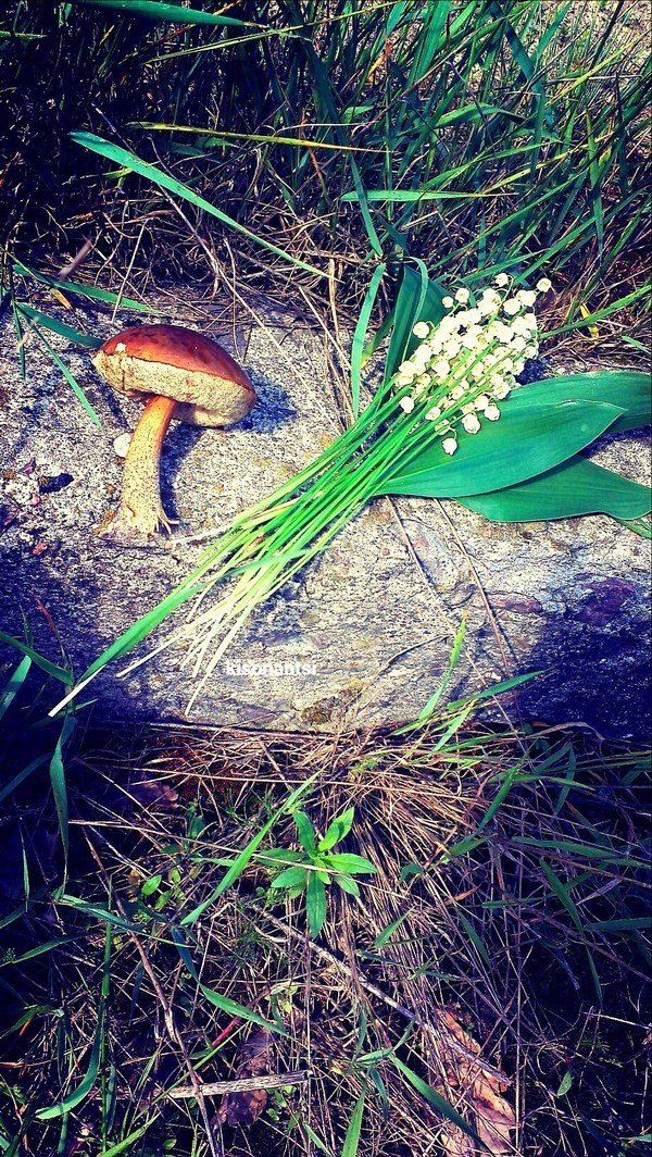 A rare event. Have you ever seen lilies of the valley and mushrooms at the same time? - My, Mushrooms, Plants, Flowers, Rarity, Nature, The photo, Republic of Belarus