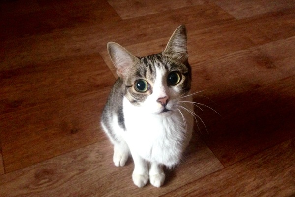 ��� �������