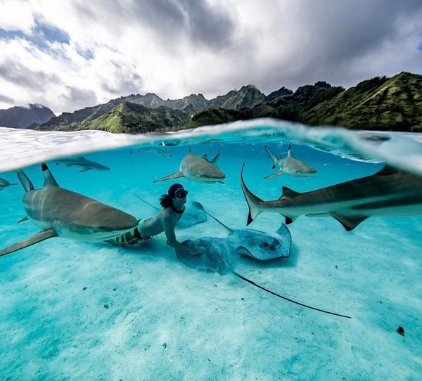 Border of two worlds. - The photo, Shark, GoPRO, Stingray, Ocean