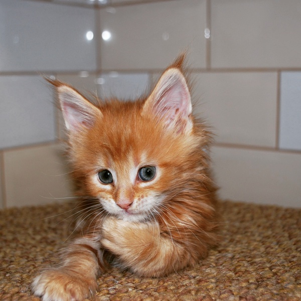 When you take a photo for a school photo album - My, The photo, Maine Coon, Little, , cat