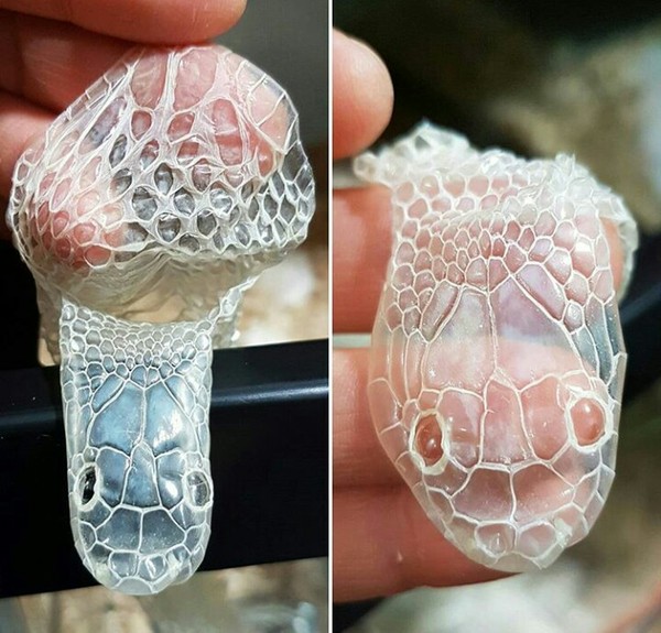 Змейка сбросила старую кожу