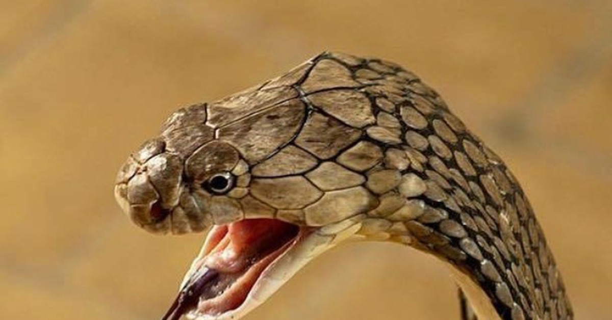 Почему змея высовывает