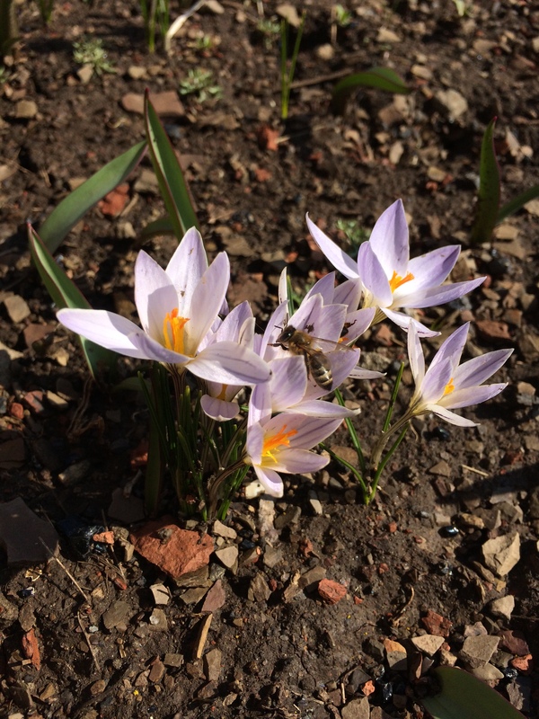 Spring to all, and good mood!) - My, Flowers, , Spring, All good, Bees, Saffron