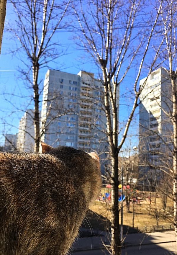 First spring - Spring, cat, My, Longpost