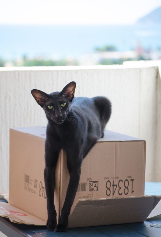 Couldn't find a bigger box? - cat, Black, Black cat, Milota, Box and cat, Box, Sight