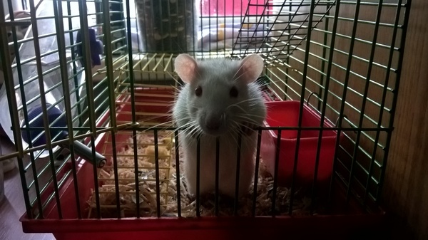 Archie - My, Decorative rats, The photo, Lumia 640, Rat Chronicles