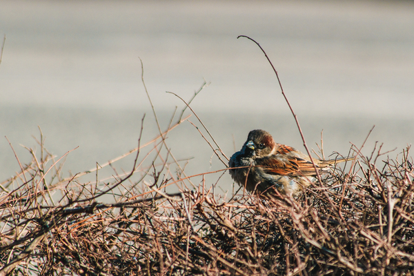 Don't piss off the birds - My, The photo, Birds, Sparrow, Canon