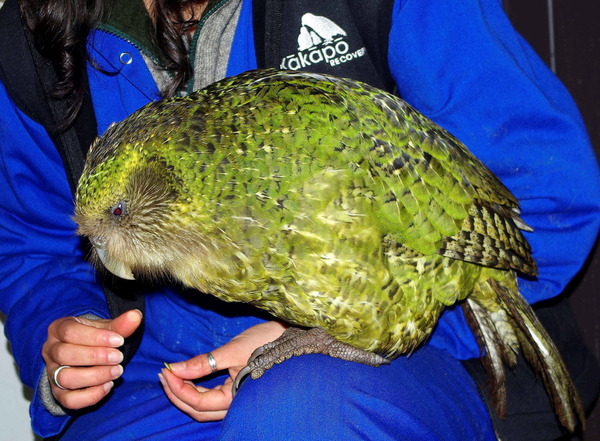 We are well fed here... - A parrot, Seasoned, League of Lilliputians, Kakapo