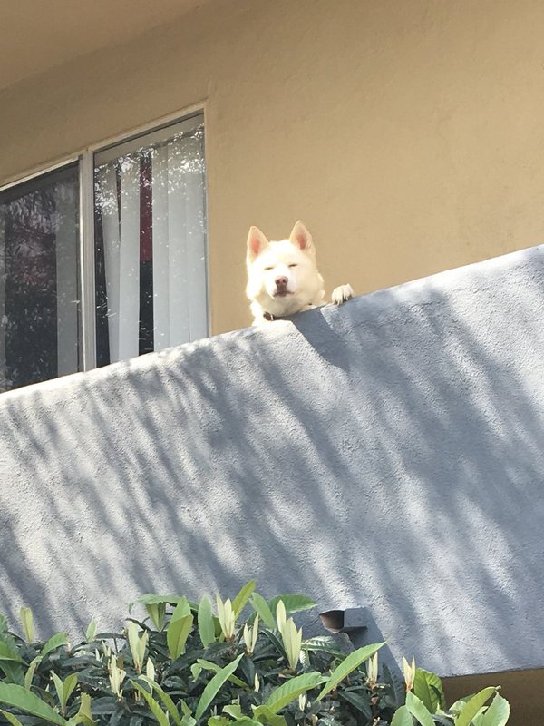 There is a dog in my area who constantly sits on the balcony and just judges people. - Dog, , Balcony, Not mine