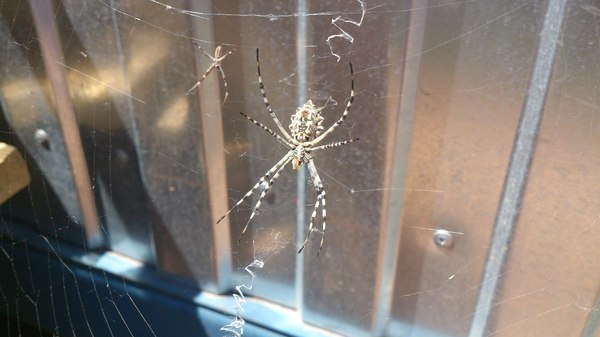 Meet Araneus - My, Travel notes, Astrakhan Region, , Spider, 