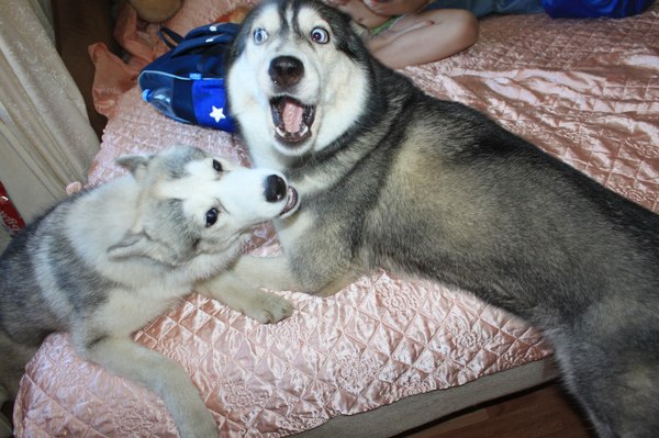 Cloud and Lilu are having fun. - My, Saint Petersburg, Kostroma, Dog, Husky, Fun