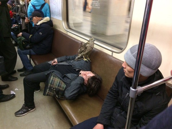 Mom took a picture in the subway today - My, Oddities, Metro, Hawk, Birds