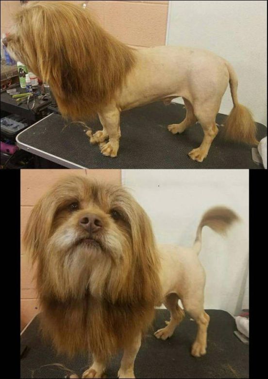 I'm at the owner's..um...lion? - Dog, Стрижка, a lion