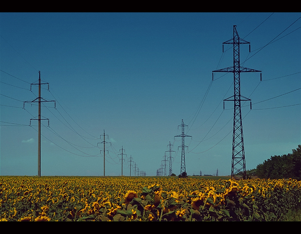 Field of sunflowers. , , , ,  , Nikon d3100