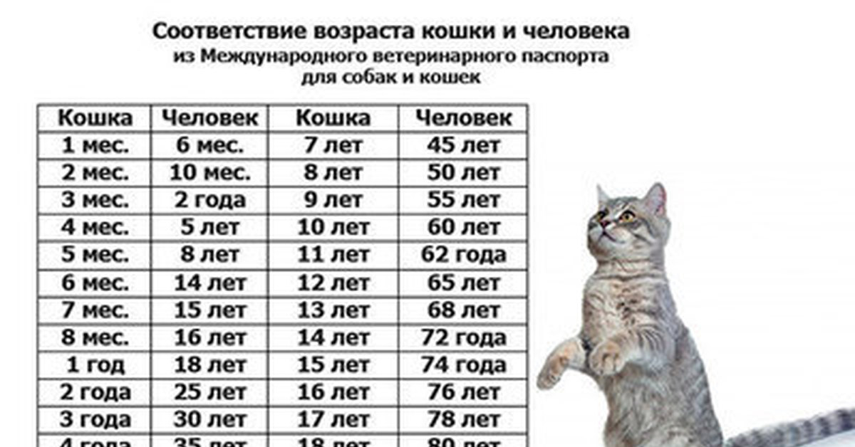 Таблица кошек по возрасту. Возраст кошки и человека соотношение таблица. 9 Лет коту по человеческим меркам это сколько по кошачьи таблица. Кошачий Возраст на человеческий таблица. Кошачий Возраст по человеческим меркам 20 лет таблица.
