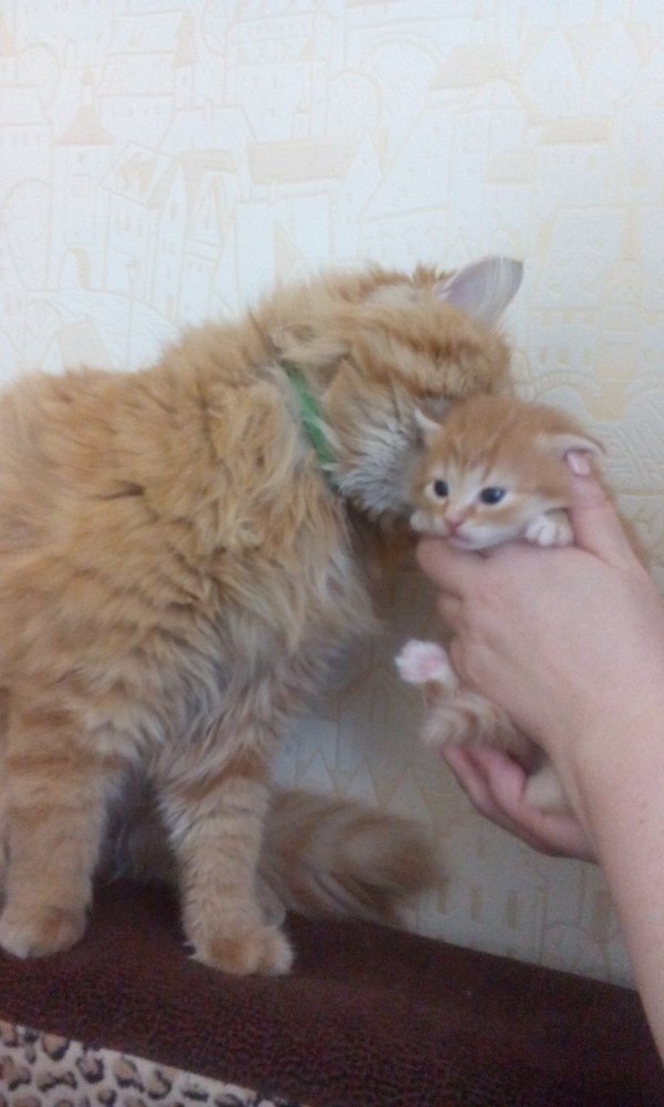 The cat was shown his son for the first time) - cat, My, Longpost, Milota, Redheads