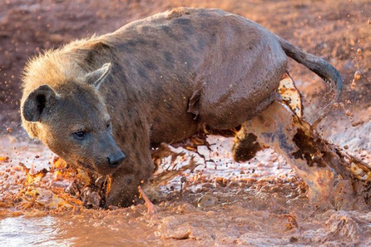 hyena - Hyena, Dirt