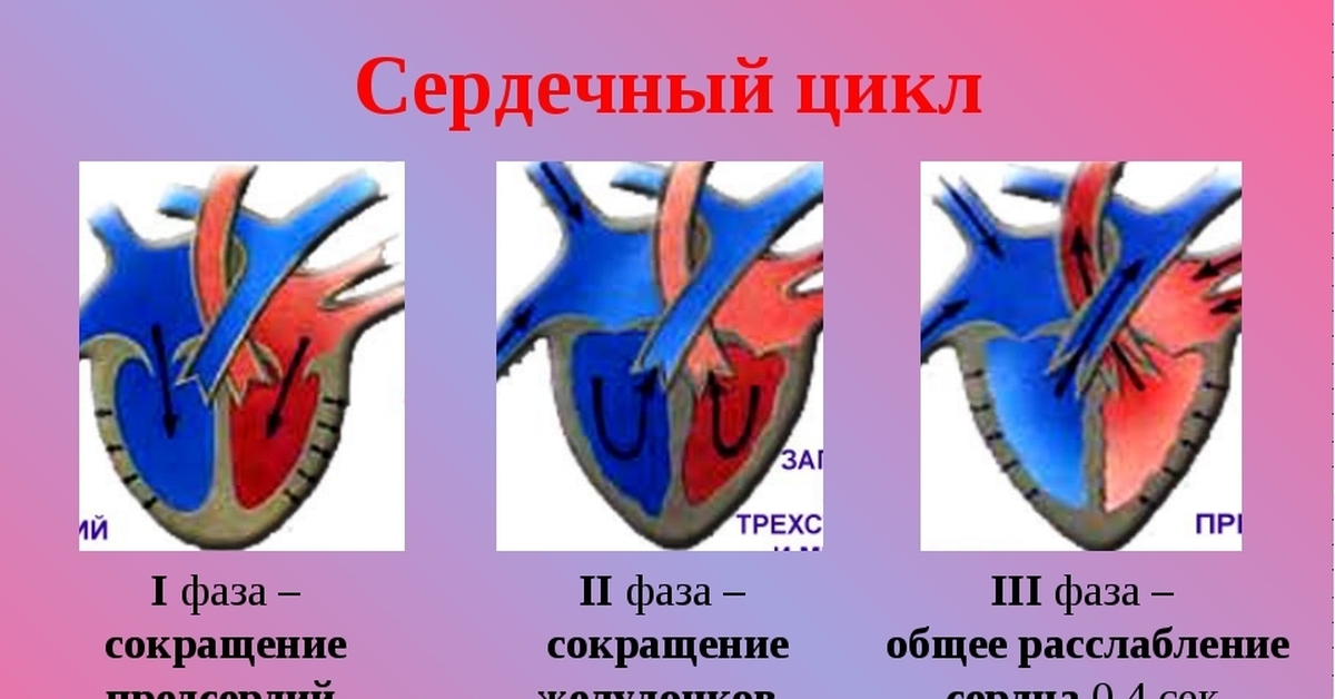 Кровь движется из предсердий в желудочки. Фазы работы сердца схема. Фазы сердечного цикла 1 фаза. Фазы систолы желудочков. Сердечный цикл 3 фаза гемодинамика.