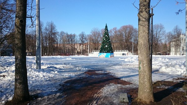 St. Petersburg. - My, Why, Cleaning, Christmas trees, Does not matter, Later, Her, Set, Saint Petersburg