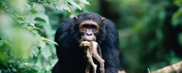 A monkey will not kill another monkey?.. Chimpanzees exterminate red colobuses. - Anthropogenesis, Anthropogenesis ru, Alexander Sokolov, Chimpanzee, Predator, Monkey, Primates, The science, Longpost