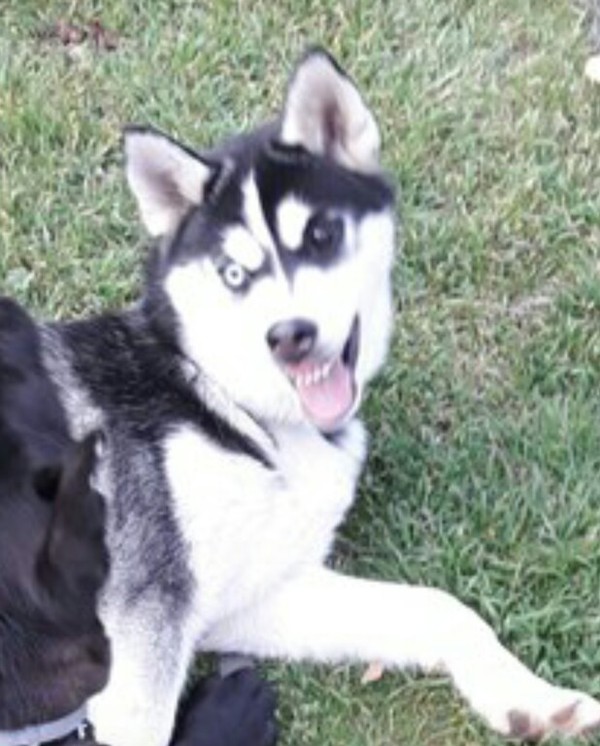 Заведи хаски !говорили они