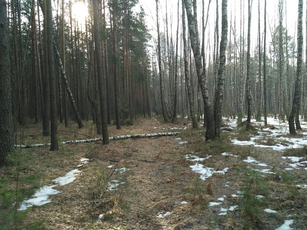 At the junction of two forests and seasons - Forest, Winter, Spring, Difference