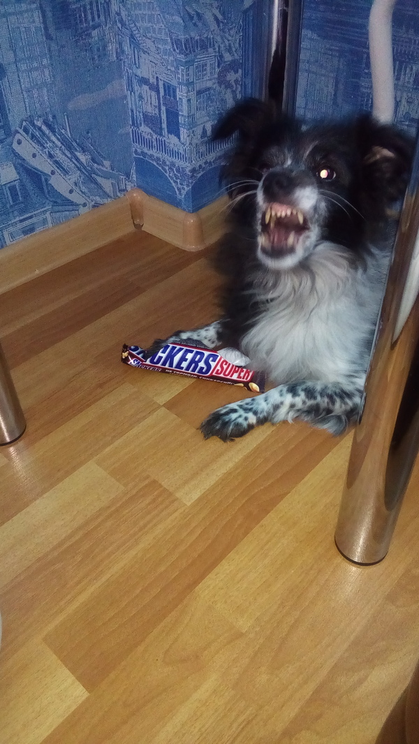 You are not yourself when you're hungry - My, Dog, Snickers, Hunger