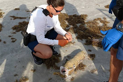 Man finds giant marijuana 'cigar' on beach - Find, Beach, Dreams Come True, Longpost