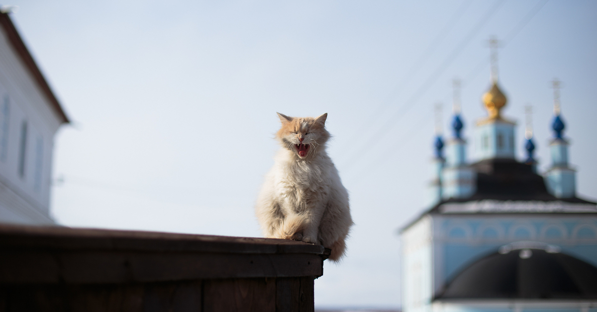 Кошек в японии в буддийском храме. Страна с храмом кошек. Храм мяу мяу в японии. Кошачий храм в киото. Православный кот.